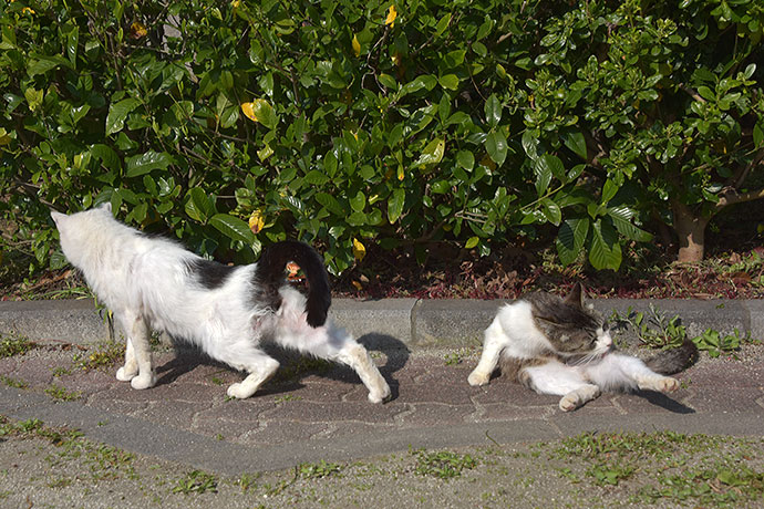 街のねこたち