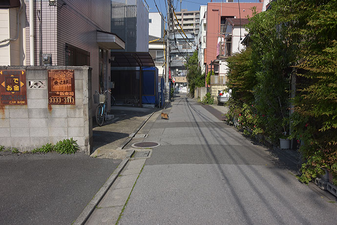 街のねこたち