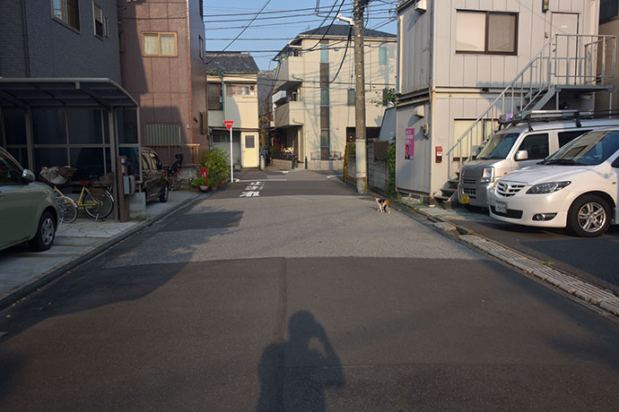 街のねこたち