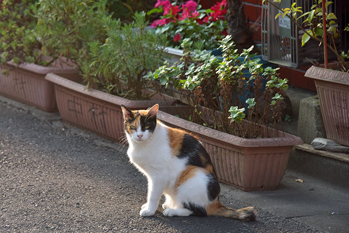 街のねこたち