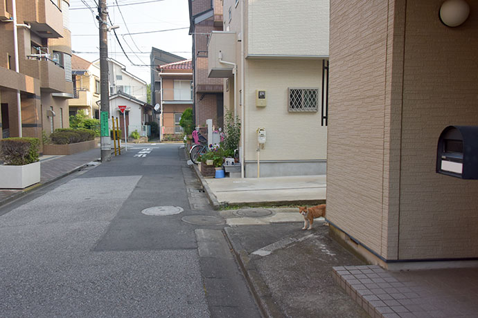 街のねこたち