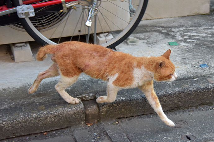 街のねこたち