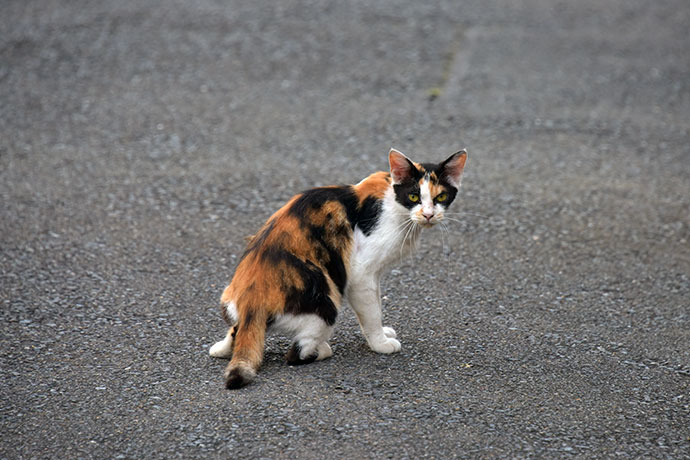 街のねこたち