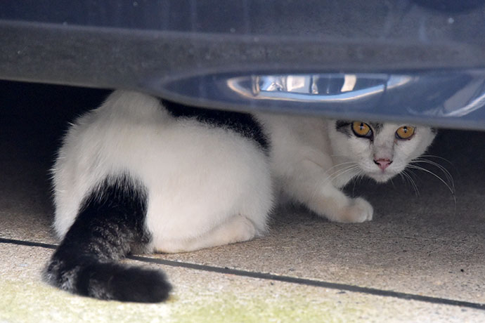 街のねこたち
