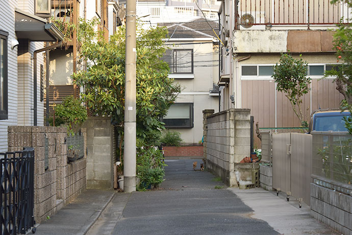 街のねこたち
