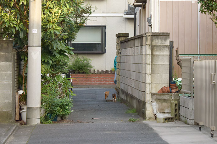 街のねこたち