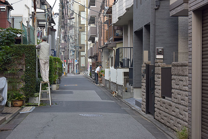 街のねこたち