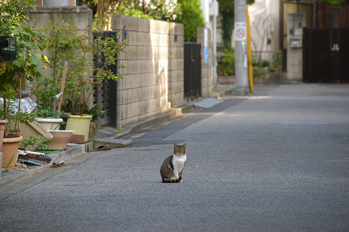 街のねこたち
