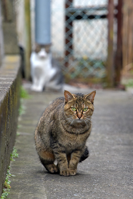 街のねこたち