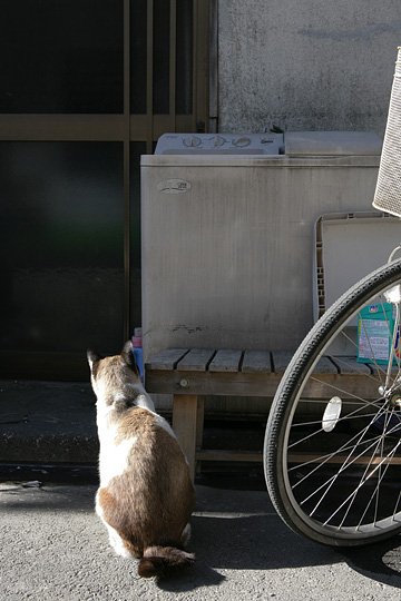 ねこ写真