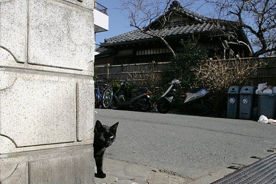 ねこ