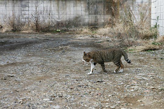 ねこ