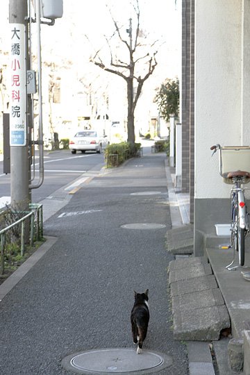 ねこ