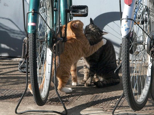 街のねこたち