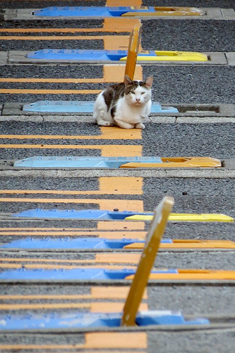 街のねこたち