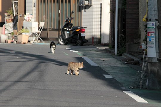 街のねこたち