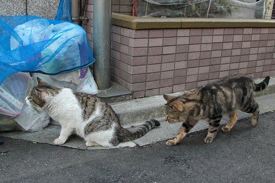 街のねこたち