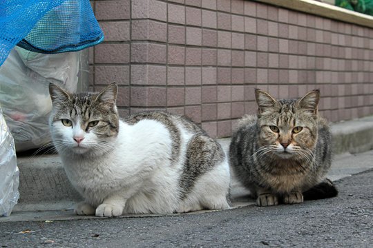 街のねこたち