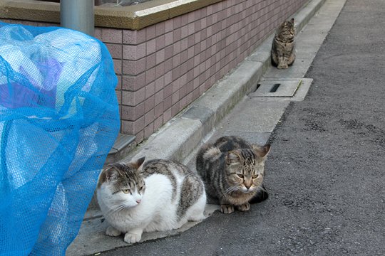 街のねこたち