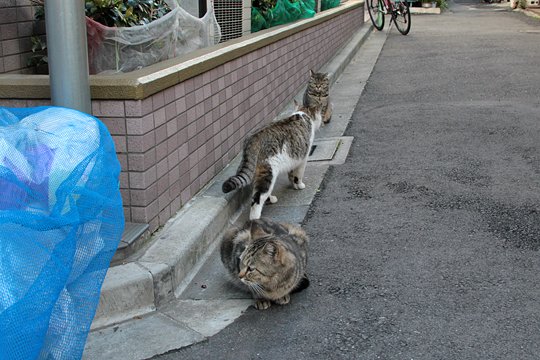 街のねこたち