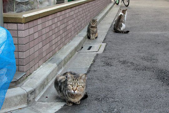 街のねこたち