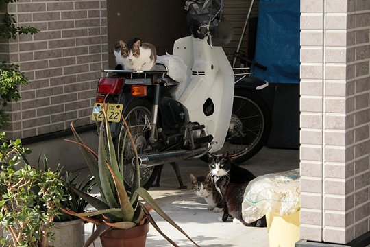 街のねこたち