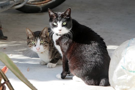 街のねこたち