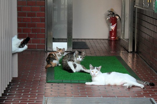 街のねこたち