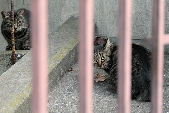 街のねこたち