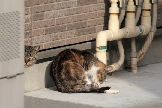 街のねこたち