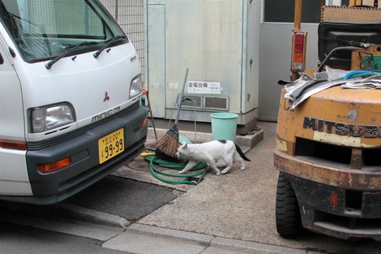 街のねこたち