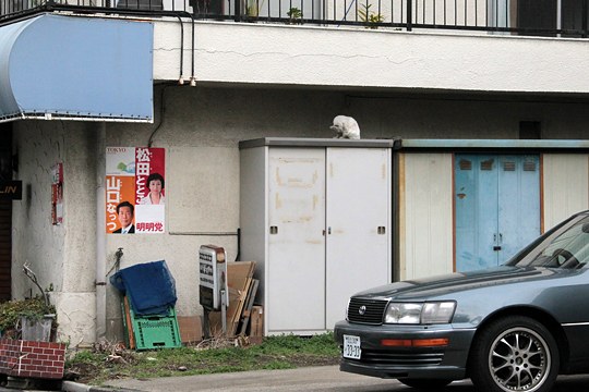 街のねこたち