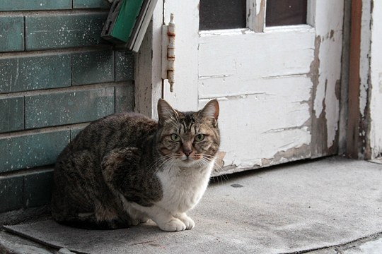 街のねこたち