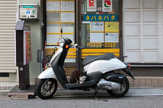 街のねこたち