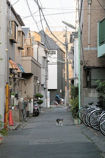 街のねこたち