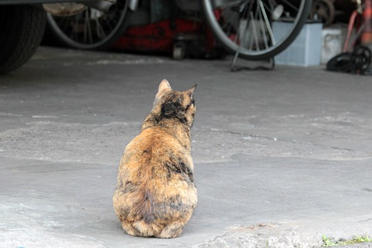 街のねこたち