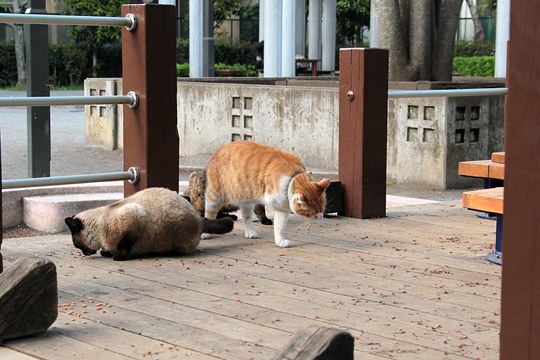 街のねこたち