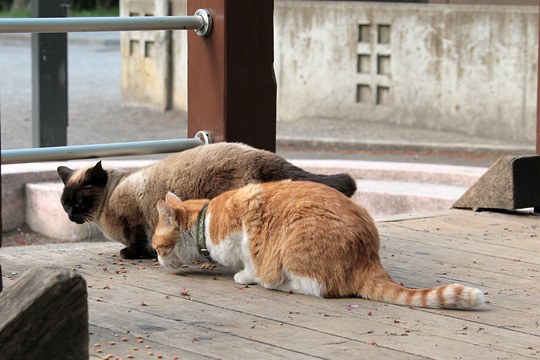 街のねこたち