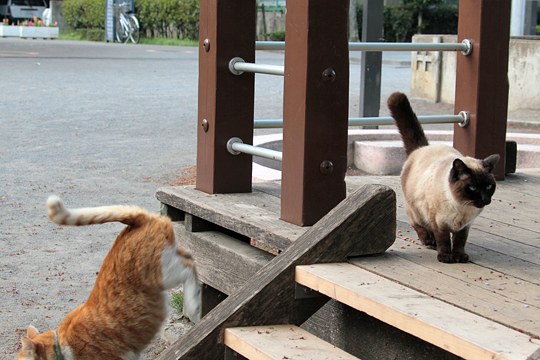街のねこたち