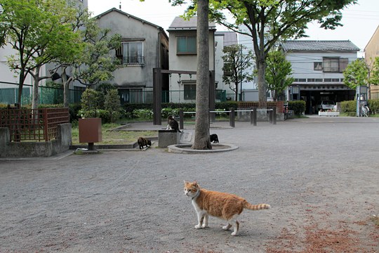 街のねこたち