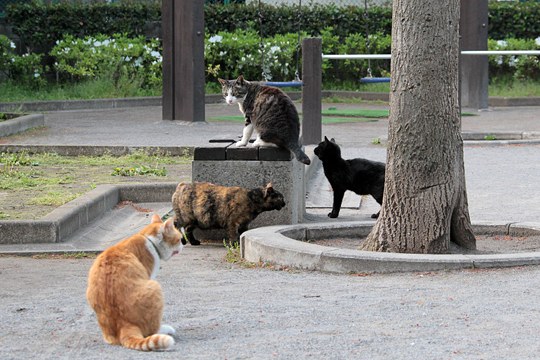 街のねこたち