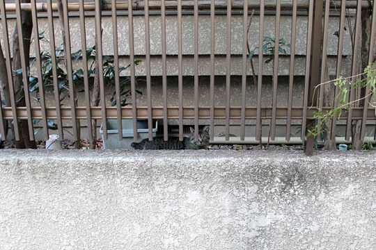 街のねこたち