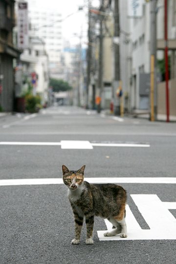 街のねこたち