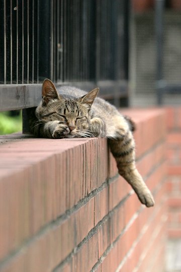 街のねこたち