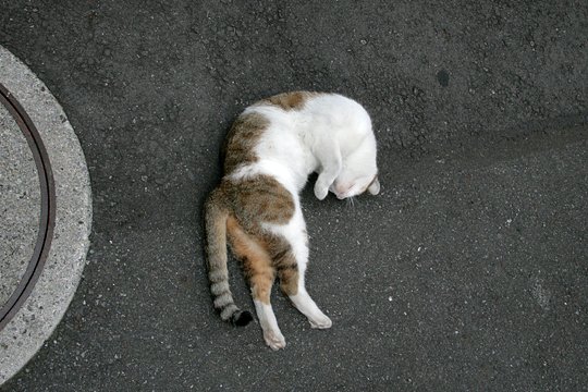 街のねこたち