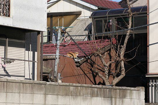 荒川川区のねこ