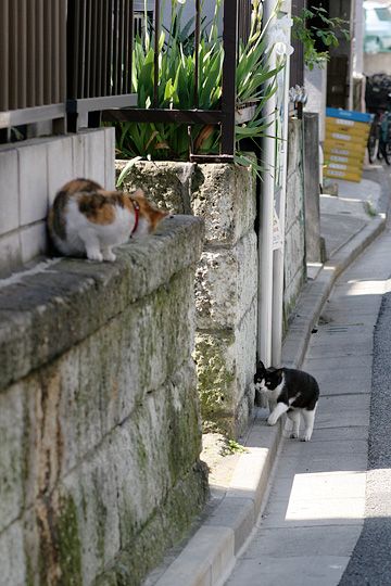 街のねこたち