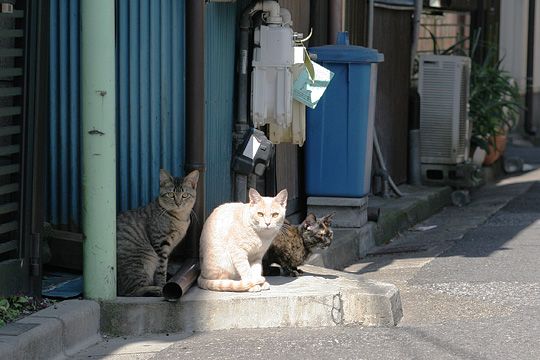 街のねこたち