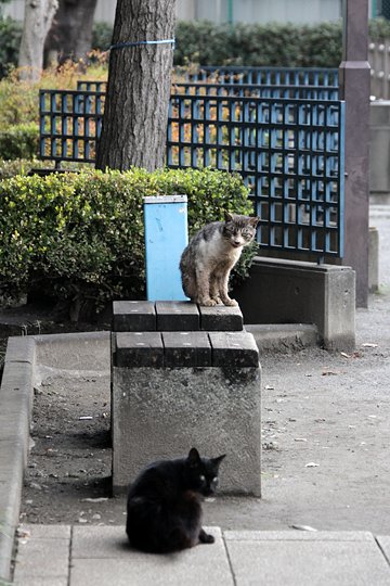 街のねこたち