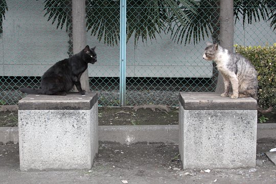 街のねこたち